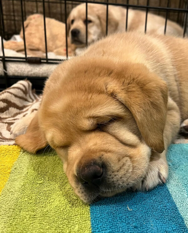 Charlie, Male - Image 3