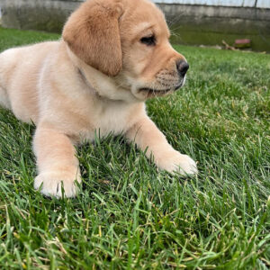 Charlie, Male