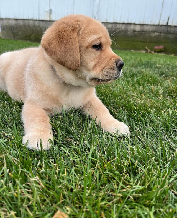 Charlie, Male