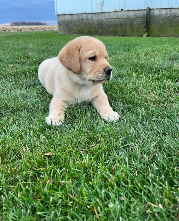 Charlie, Male - Image 2