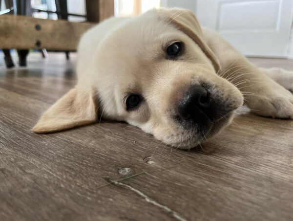 Sadie, Female - Image 2
