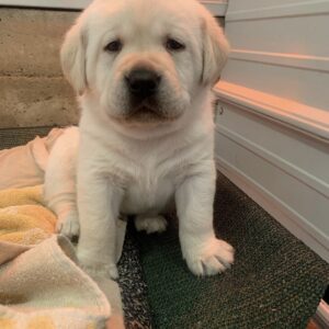 Milo, Male