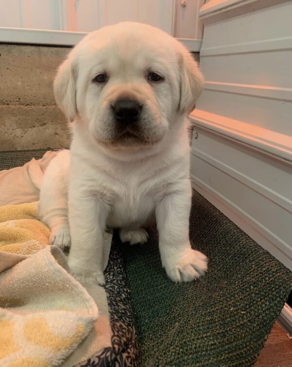 Milo, Male