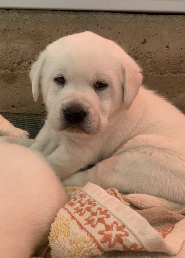 Milo, Male - Image 2