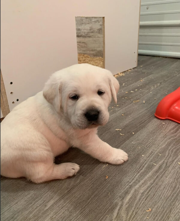 Milo, Male - Image 3