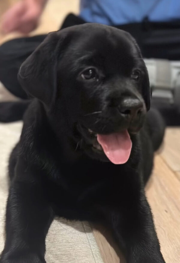 Rocky, Male