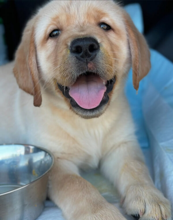 Willow, Male - Image 3