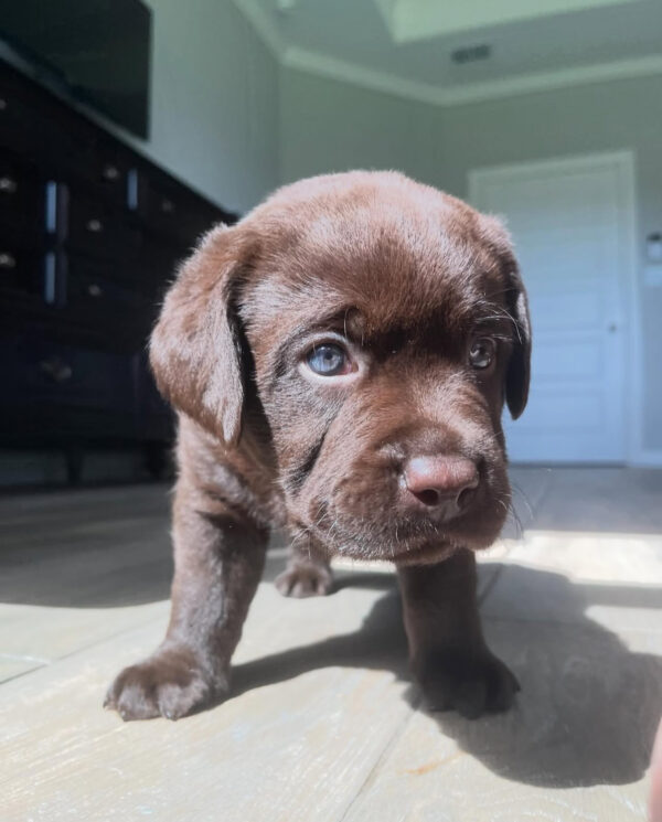 Finn, Male - Image 2