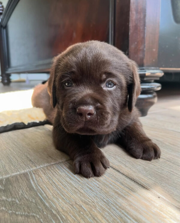 Duke, Male - Image 3