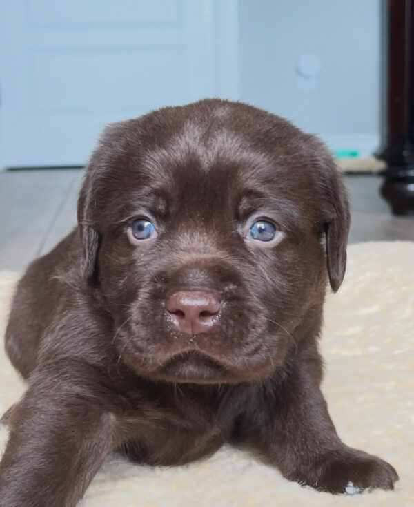 Duke, Male