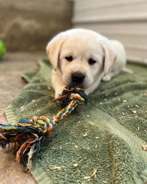 Buddy, Male - Image 2
