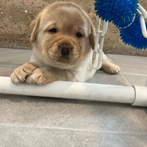 Adora, Female