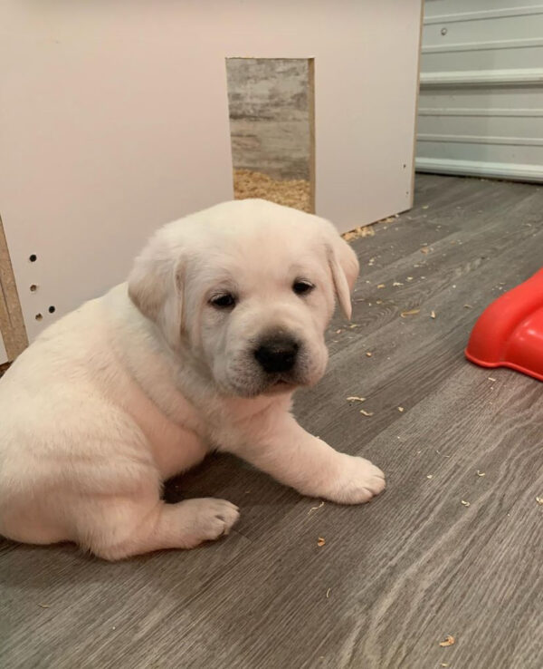 Buddy, Male